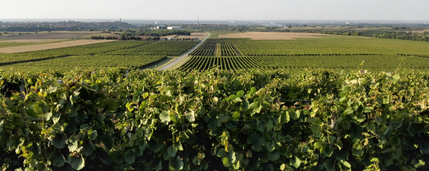 [Iločki podrumi & Vineyard Angel by Alti Agro] Inovativni pristup vinogradarstvu: Kako Iločki podrumi koriste bespilotne letjelice za analizu i obnovu vinograda