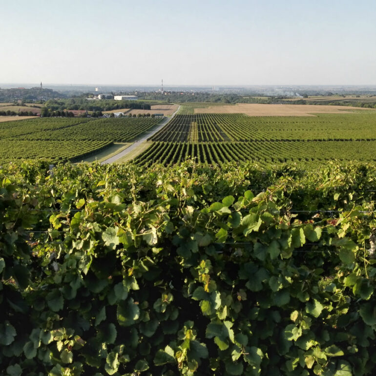 [Iločki podrumi & Vineyard Angel by Alti Agro] Inovativni pristup vinogradarstvu: Kako Iločki podrumi koriste bespilotne letjelice za analizu i obnovu vinograda