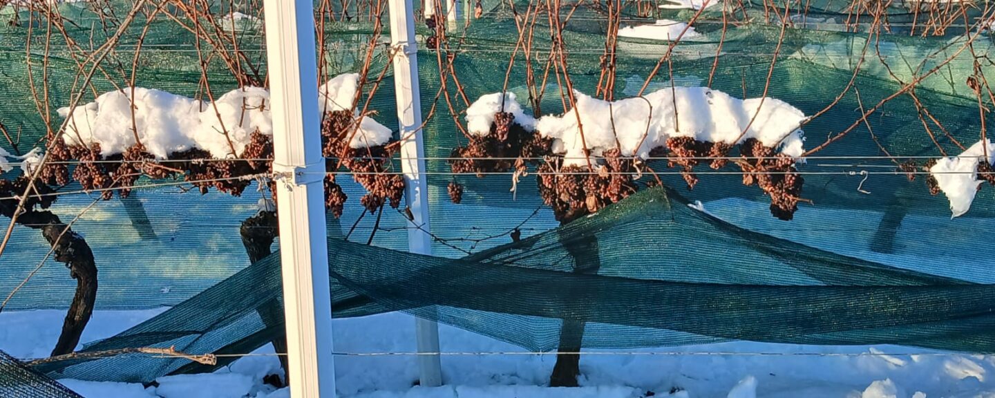 [LEDENA BERBA 2025] Berba traminca za ledenu berbu na položaju Principovac