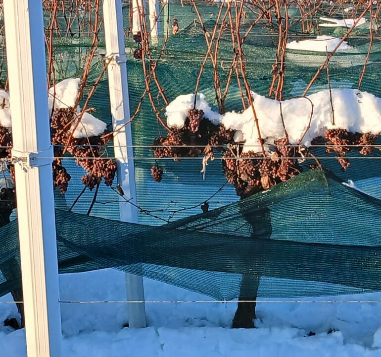 [LEDENA BERBA 2025] Berba traminca za ledenu berbu na položaju Principovac